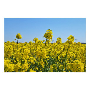 De Horizonlijn - Kleuren van Wilde Natuur Roemenië Perfect Poster