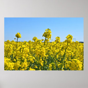 De Horizonlijn - Kleuren van Wilde Natuur Roemenië Poster