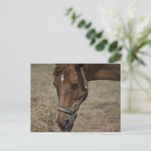 DE HORSE VLUCHTELING BRIEFKAART (Staand voorkant)