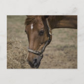 DE HORSE VLUCHTELING BRIEFKAART (Voorkant)