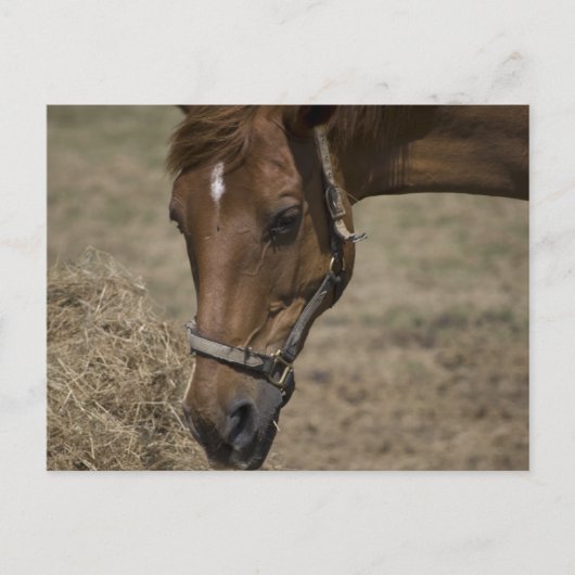 DE HORSE VLUCHTELING BRIEFKAART (Voorkant)