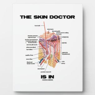 De huidarts is in behandeling (anatomie dermatolog fotoplaat
