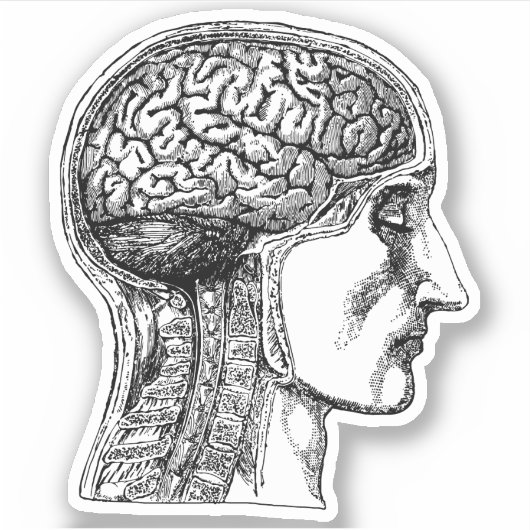 De Human Brain Medical Illustration Sticker (Voorkant)