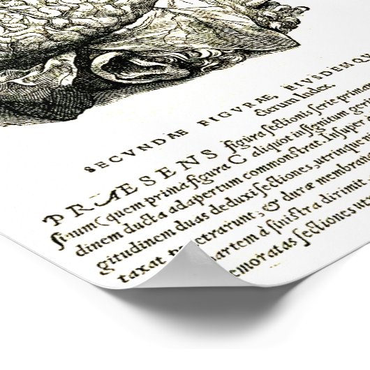 De Humani Corporis Poster (Hoek)