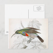 De Hummingbird Briefkaart (Voorkant / Achterkant)