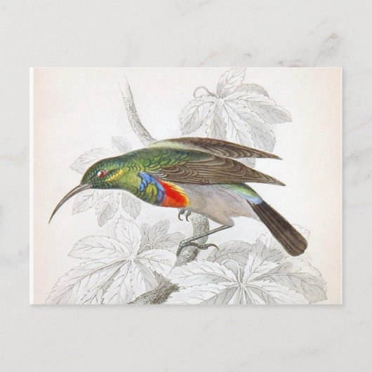 De Hummingbird Briefkaart (Voorkant)