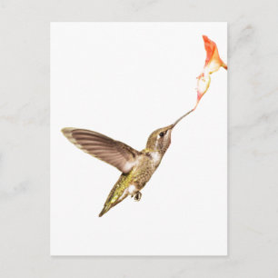 de Hummingbird en de Bloem Briefkaart