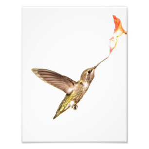 De Hummingbird en de Bloem Foto Afdruk