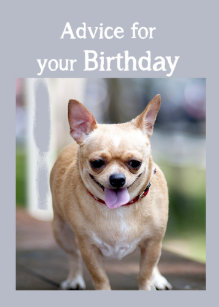 Chihuahua Humor Kaarten Zazzle Nl