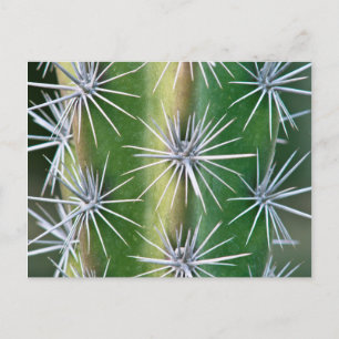 De Huntington Botanische Tuin, Octopus Cactus Briefkaart