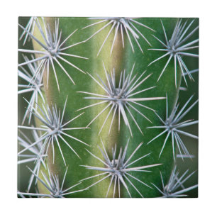 De Huntington Botanische Tuin, Octopus Cactus Tegeltje