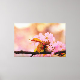 De huurder van de Sakura-bloemen in het voorjaar Canvas Afdruk