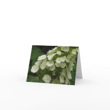 De hydrangea hortensia (quercifolia van de