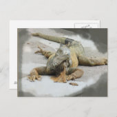 De Iguana in Ecuador Briefkaart (Voorkant / Achterkant)