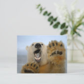 de ijsbeer, maritimus Ursus, kijkt merkwaardig in Briefkaart (Staand voorkant)