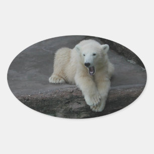 De ijsbeerwelp van de geeuw ovale sticker