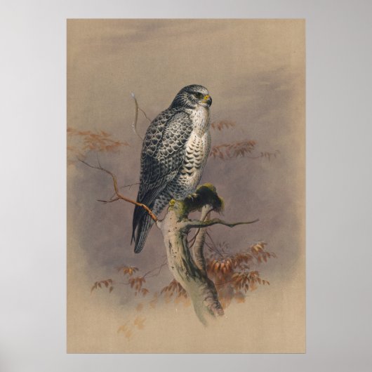 De IJslandse valk door Joseph Wolf Poster (Voorkant)