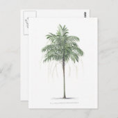 De illustratieCollectie van de palm Briefkaart (Voorkant / Achterkant)