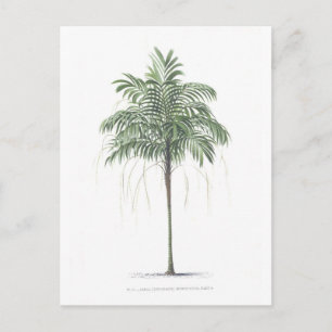 De illustratieCollectie van de palm Briefkaart