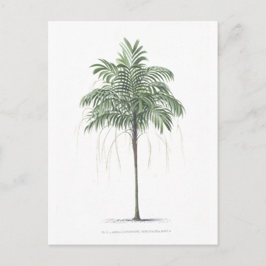 De illustratieCollectie van de palm Briefkaart (Voorkant)