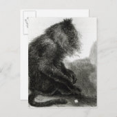 De Indiase Waderoo-aap Briefkaart (Voorkant / Achterkant)