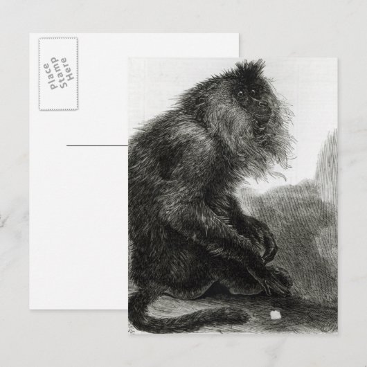 De Indiase Waderoo-aap Briefkaart (Voorkant / Achterkant)