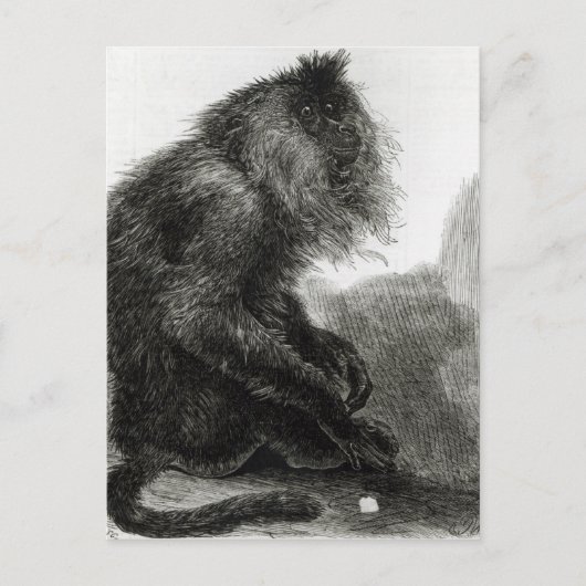 De Indiase Waderoo-aap Briefkaart (Voorkant)