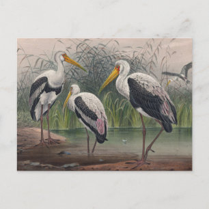 De Indische houten ibis van Joseph Wolf Briefkaart