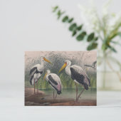 De Indische houten ibis van Joseph Wolf Briefkaart (Staand voorkant)