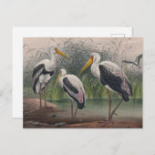 De Indische houten ibis van Joseph Wolf Briefkaart (Voorkant / Achterkant)
