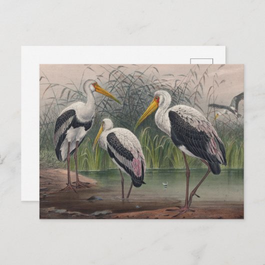 De Indische houten ibis van Joseph Wolf Briefkaart (Voorkant / Achterkant)