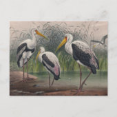 De Indische houten ibis van Joseph Wolf Briefkaart (Voorkant)