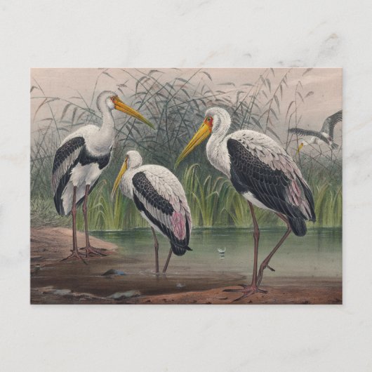 De Indische houten ibis van Joseph Wolf Briefkaart (Voorkant)