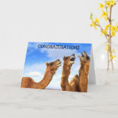 DE INGENOMEN CAMELS ZEGGEN "CONGRATULATIES" IN UNI KAART (Gele Bloem)