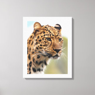 De intense blik van de luipaard canvas afdruk