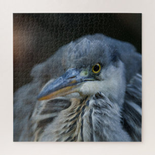De intense blik van een Grijze Heron in Close-Up Legpuzzel