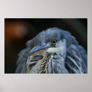 De intense blik van een Grijze Heron in Close-Up Poster