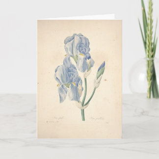 De Iris Pallida van irissen door Redoute Sympathy Bedankkaart