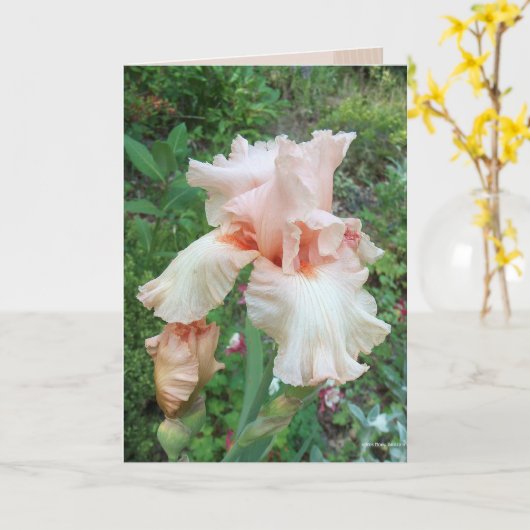 De Iris van Shirley Kaart (Gele Bloem)