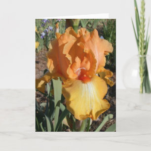 De iris wordt goed Kaart