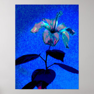 De iriserende hibiscus bloeit blauw roze poster