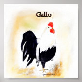 De Italiaanse ooster Gallo Poster (Voorkant)