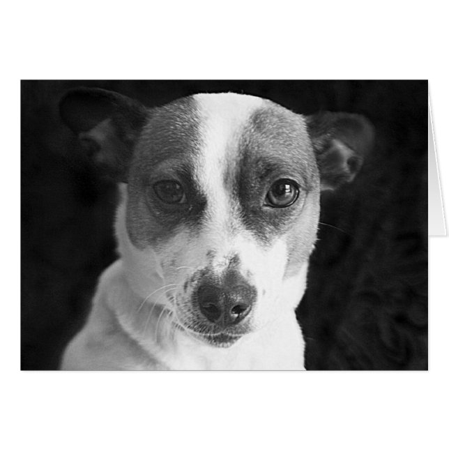 De Jack Russell Stare (Voorkant Horizontaal)