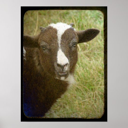 De Jacob Ewe Lamb is heel klein Poster (Voorkant)