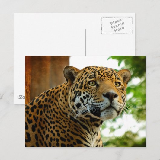 De Jaguar Briefkaart (Voorkant / Achterkant)