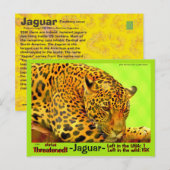 De Jaguar is een bedreigd dier - Briefkaart (Voorkant / Achterkant)