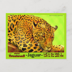 De Jaguar is een bedreigd dier - Briefkaart