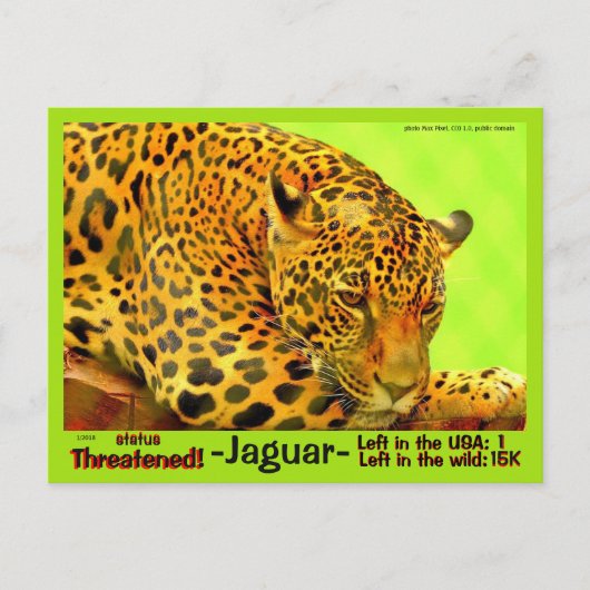 De Jaguar is een bedreigd dier - Briefkaart (Voorkant)