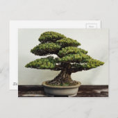 De Japanse Boom van de Bonsai van White Pine Briefkaart (Voorkant / Achterkant)