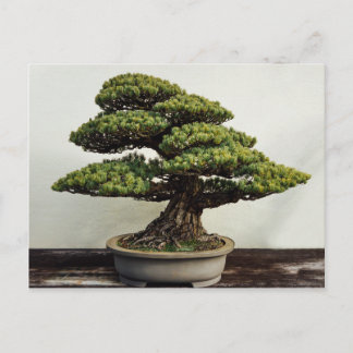 De Japanse Boom van de Bonsai van White Pine Briefkaart